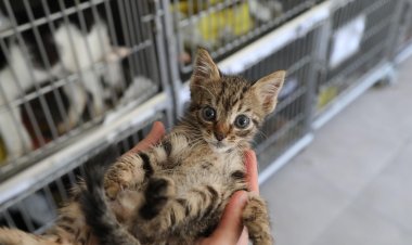 Bodrum Belediyesi’nden Sahiplenme Çağrısı