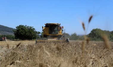 Karakılçık Buğdayları Üreticiye ve İhtiyaç Sahiplerine Dağıtılacak