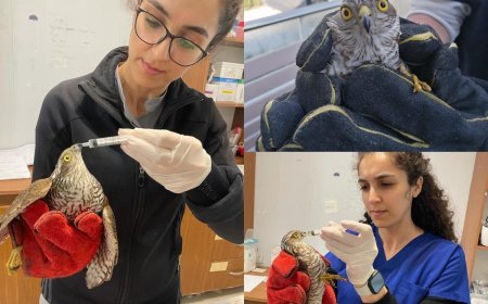 Bodrum Beledi̇yesi̇, Yaralı Yaban Hayvanlarınında Yanında