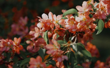 Beklentiler ve Mutluluk