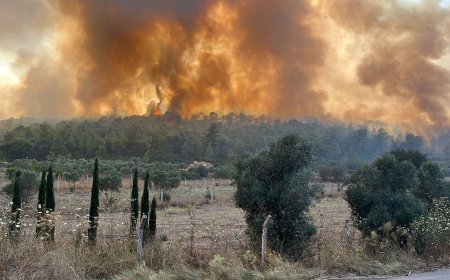 Bodrum  ve Milas Arasında Büyük Orman Yangını