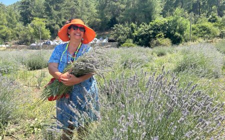 Bodrum’da Lavanta Hasadı Başladı