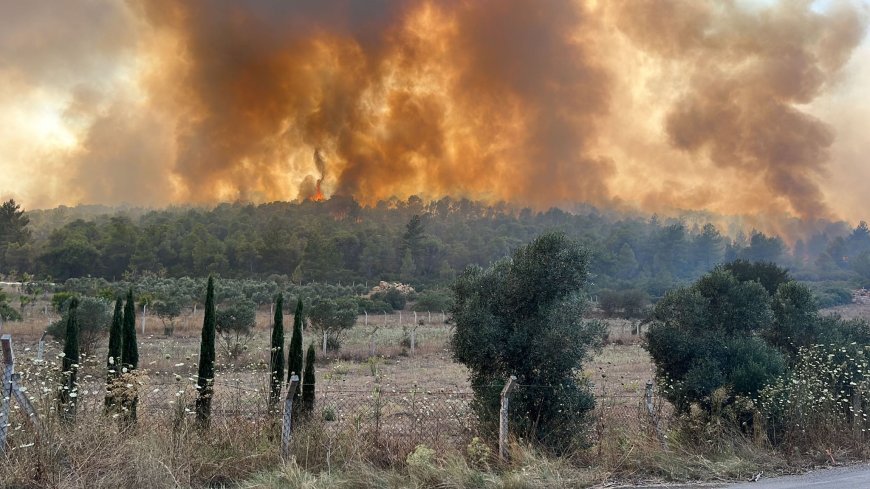 Bodrum  ve Milas Arasında Büyük Orman Yangını