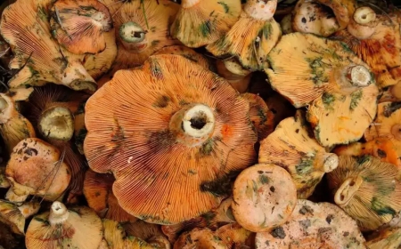 MİTSO Milas'ın Çıntar Kavurmasına Coğrafi İşaret Alıyor