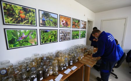 Büyükşehir 19 Milyon Yerel Tohum Dağıttı