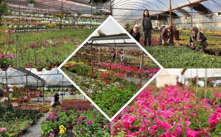 Yaz Sezonu Çiçek Üretimi Başladı