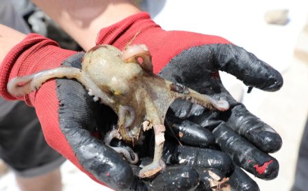 Beşinci Etap Deniz Dibi Temizliği Akyarlar’da Yapıldı