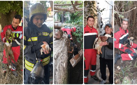 Büyükşehir İtfaiyesinden Hayvan Kurtarma Operasyonu