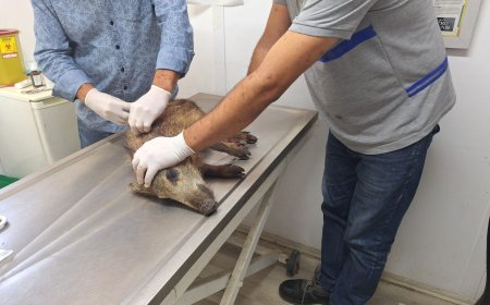 3 Bin 738 Sokak Hayvanına Müdahale