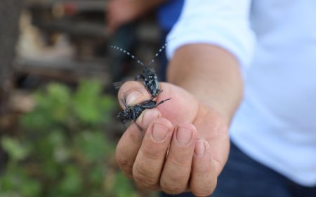 Muğla’da İlk Defa Görülen Turunçgil Uzun Antenli Böceği ile Mücadele