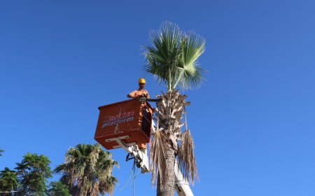 Palmiyelerin Bakımın Tam Zamanı