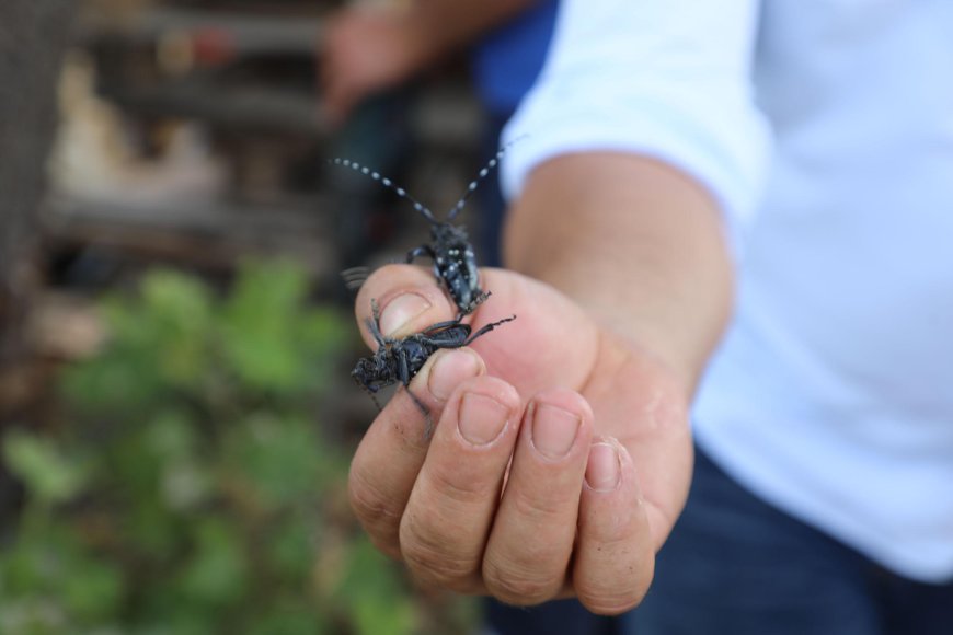 Muğla’da İlk Defa Görülen Turunçgil Uzun Antenli Böceği ile Mücadele