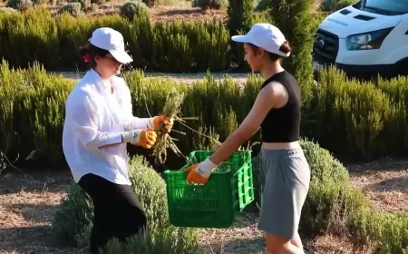 Etrim’de Lavanta Kokuları İçinde Hasat Keyfi