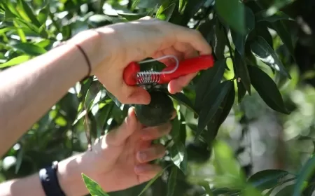 Belediyeden Tarımsal Eğitim Çalışmaları