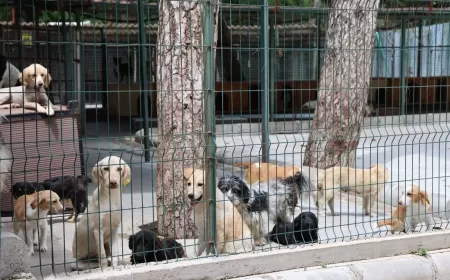 Marmaris Belediyesi’nden Minik Dostlar İçin Bağış Hesabı