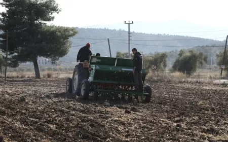 Belediyeden Karakılçık Buğday Ekimi