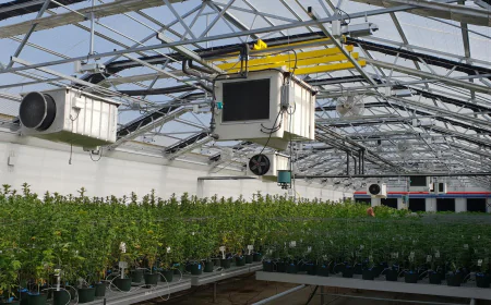 Tıbbi Kenevir Üretiminde Yeni Dönem Başlıyor