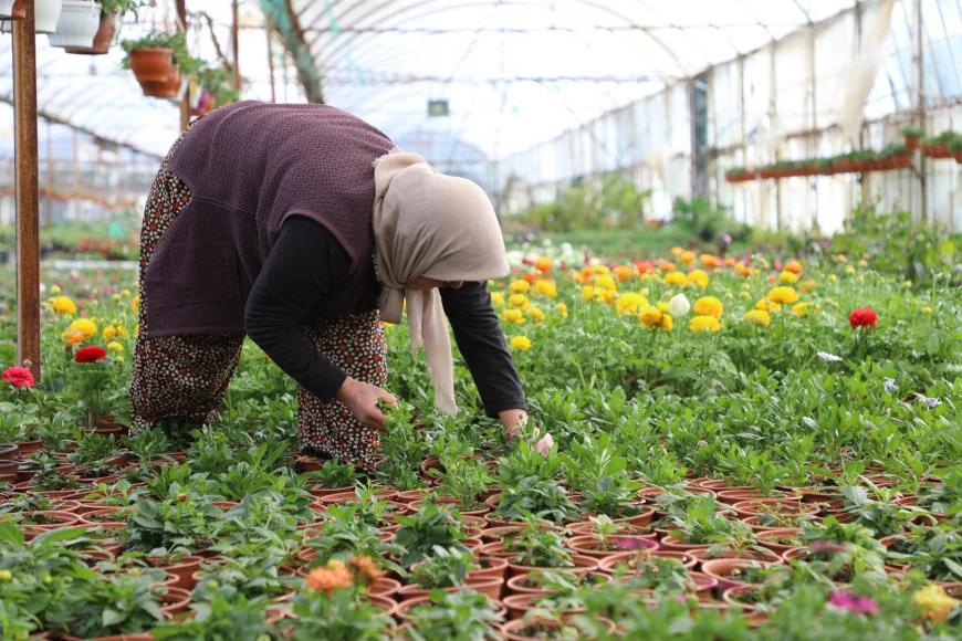 Alım Garantili Üretim Yerel Üreticiye Kazandırıyor, Kent Estetiğine Katkı Sağlıyor