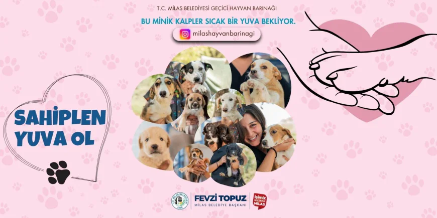Milas Belediyesi’nden Can Dostlara Yuva Olacak Proje