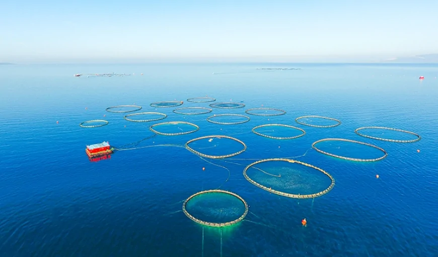 Milas’ın Gururu Kılıç Deniz Ege’nin İhracat Devi Oldu: MİTSO Üyesinden Tarihi Başarı