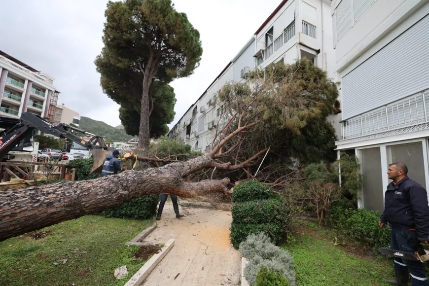 Marmaris'te 15 Günlük Fırtına Mesaisi: 220 Ağaç Devrildi 40 Kamyon Atık Toplandı