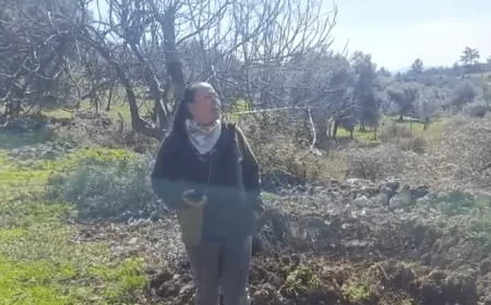 Akbelen’de Zeytin Kıyımı Başladı: Avukat Remzi Kazmaz’dan Hukuk Devleti Vurgusu