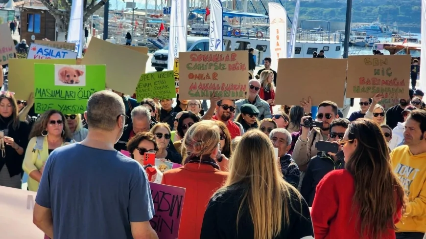 Sokak Hayvanları İçin Tarihi Buluşma: Bodrum Belediye Meydanı’ndan Kısırlaştır Aşılat Yerinde Yaşat Çağrısı