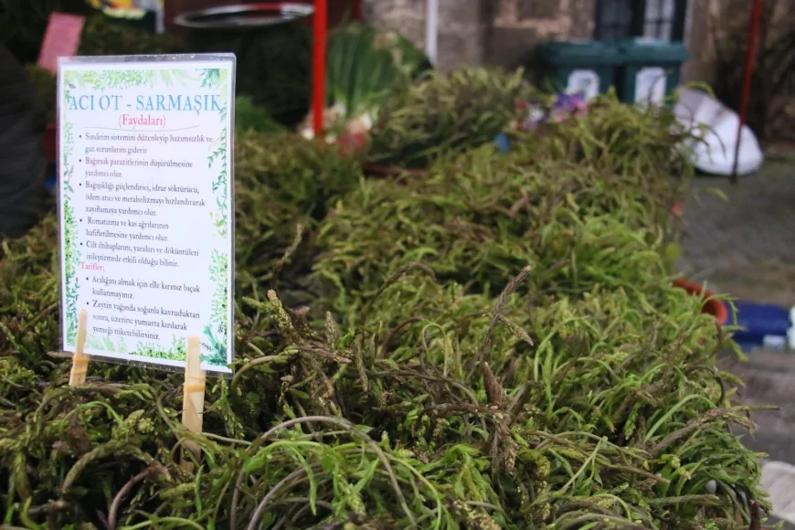 7. Bodrum Acı Ot Festivali Ortakent’te Kapılarını Açtı: Yağmura Rağmen Rekor Katılım