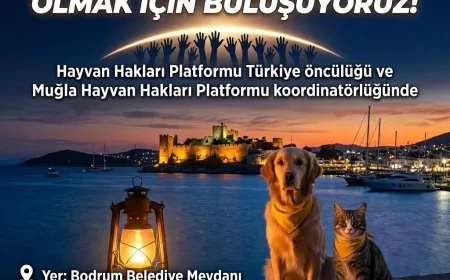 Türkiye "Yaşam Hakkı" İçin Tek Ses Oluyor: 81 İlde Dev Hayvan Hakları Buluşması