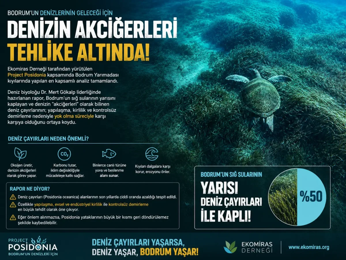 Bodrum’un Deniz Akciğerleri Tehlikede: Ekomiras’tan Kritik Posidonia Raporu