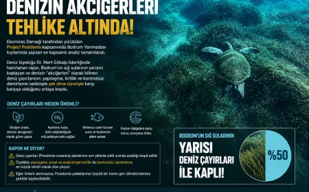 Bodrum’un Deniz Akciğerleri Tehlikede: Ekomiras’tan Kritik Posidonia Raporu