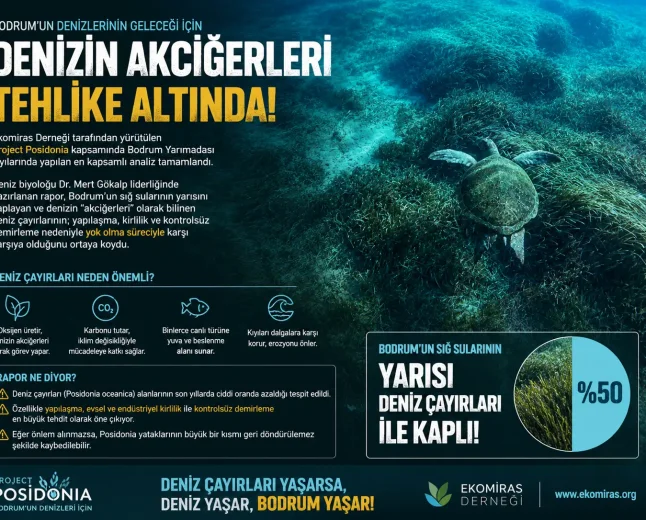 Bodrum’un Deniz Akciğerleri Tehlikede: Ekomiras’tan Kritik Posidonia Raporu