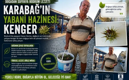 Bodrum’un Dağlarından Sofralara Gelen Şifa: Kenger İle Geleneksel Mutfak Kültürü Canlanıyor