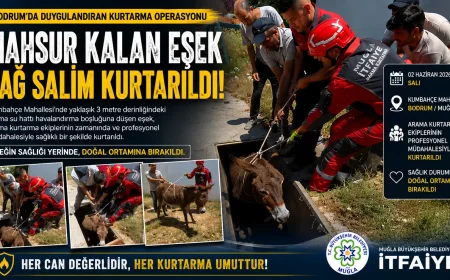 Bodrum Kumbahçe Mahallesinde Havalandırma Boşluğuna Düşen Eşek Kurtarıldı