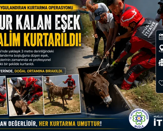 Bodrum Kumbahçe Mahallesinde Havalandırma Boşluğuna Düşen Eşek Kurtarıldı