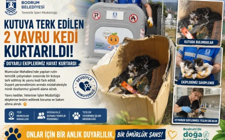Bodrum’da Duyarlı Davranış: Temizlik İşçileri İki Yavru Kediyi Ölümden Kurtardı