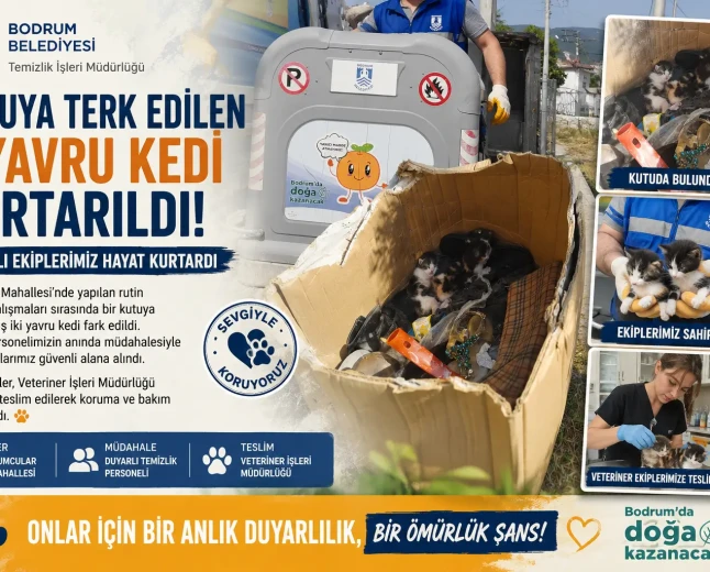 Bodrum’da Duyarlı Davranış: Temizlik İşçileri İki Yavru Kediyi Ölümden Kurtardı