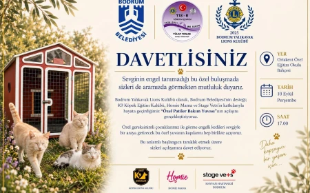 Bodrum Yalıkavak Lions Kulübü'nden Örnek Proje: Görme Engelli Kediler Yeni Yuvalarına Kavuşuyor