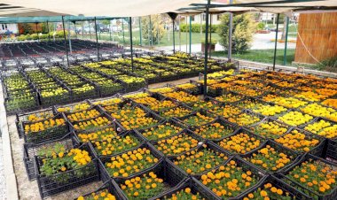 Menteşe Çiçek Bahçesi, Görenleri Kendine Hayran Bırakıyor