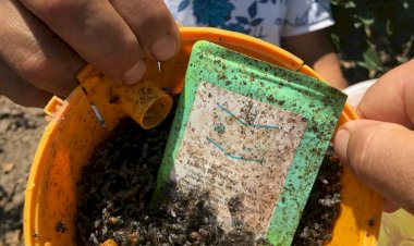 Akdeniz Meyve Sineği İle Mücadeleye Devam Ediyor