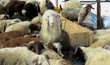 Bodrum'da Hayvan Satış Ve Kesim Yerleri Belirlendi