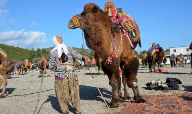 Bodrum'da Geleneksel Deve Güreşi Şenliği 29 Aralık'ta Yapılacak