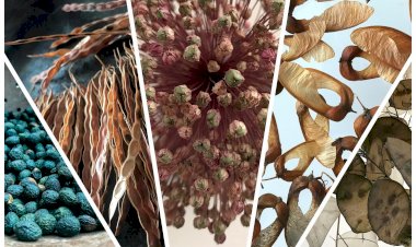 Kurda, Kuşa, Aşa… ve Göze