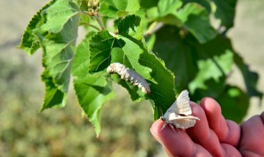 Büyükşehir Belediyesi “İpek Böcekçiliği” Projesini Hayata Geçiriyor