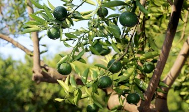 Belediyenin ‘Model’ Bahçesi Takdir Topluyor