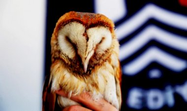 Yaralı Baykuş Tedavi Altına Alındı