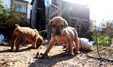 Yavru Köpekler Korumaya Alındı