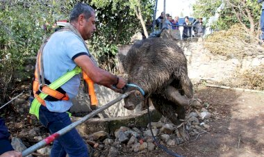Uzun Uğraşlar Sonunda Kurtarıldı