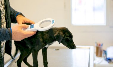 Bodrum’da Kimliksiz Sokak Hayvanı Kalmayacak