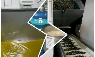 Çömlekçi'nin Zeytinleri Belediye Kafelerinde Yağ Olarak Kullanılıyor